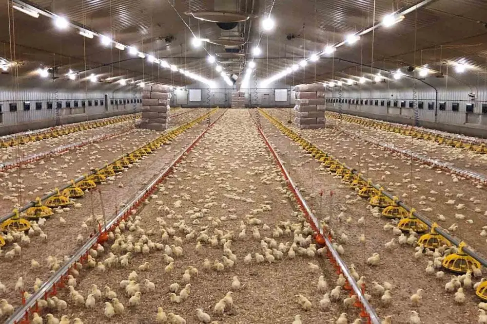 Maximize Growth: Benefits of Poultry LED Lighting