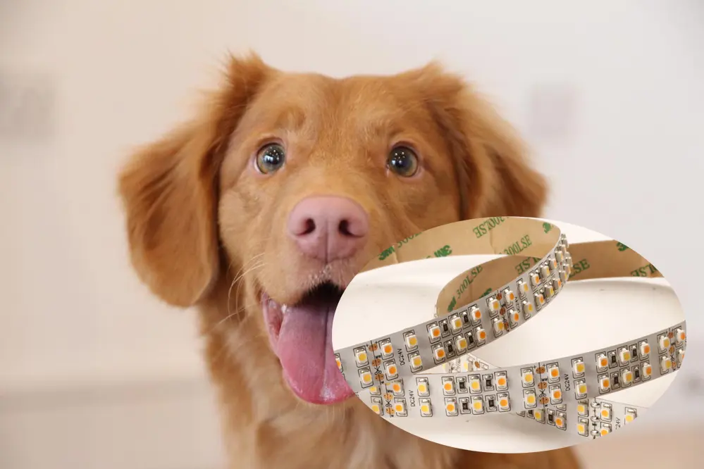 Protect Your Pup Do LED Lights Hurt Dogs' Eyes?