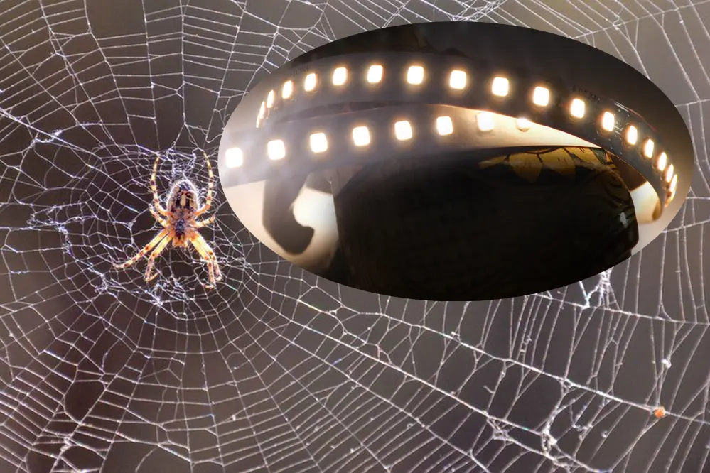 Do LED Strip Lights Attract Spiders