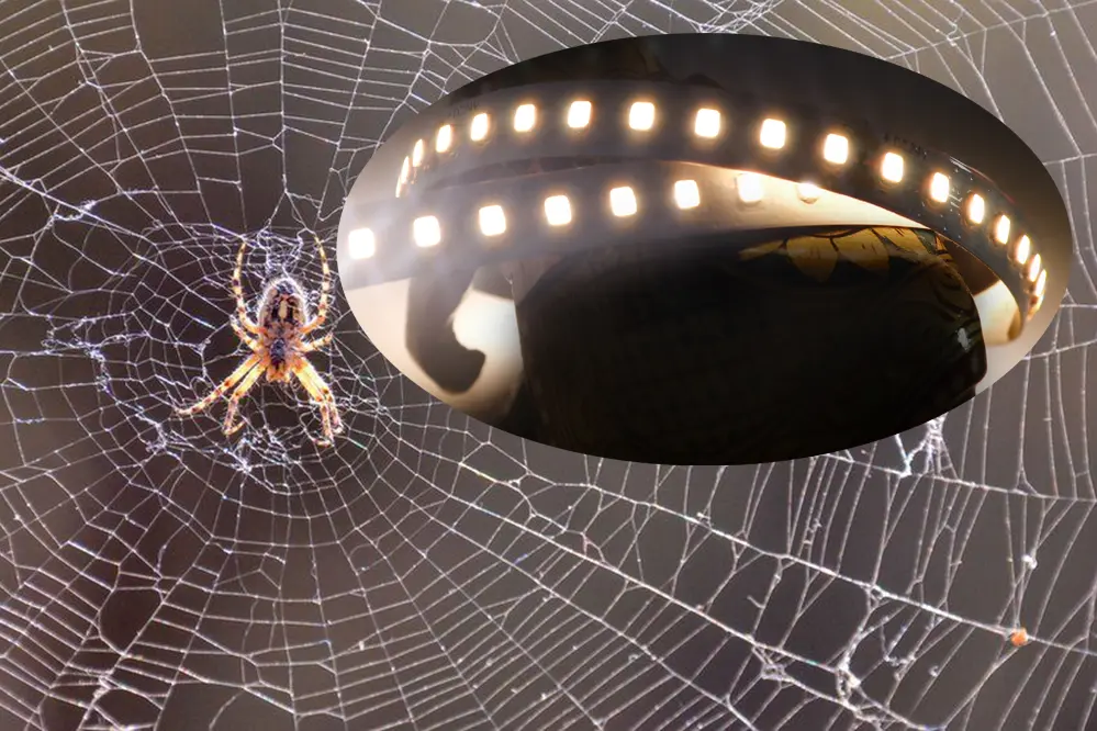 Do LED Strip Lights Attract Spiders? Unitop