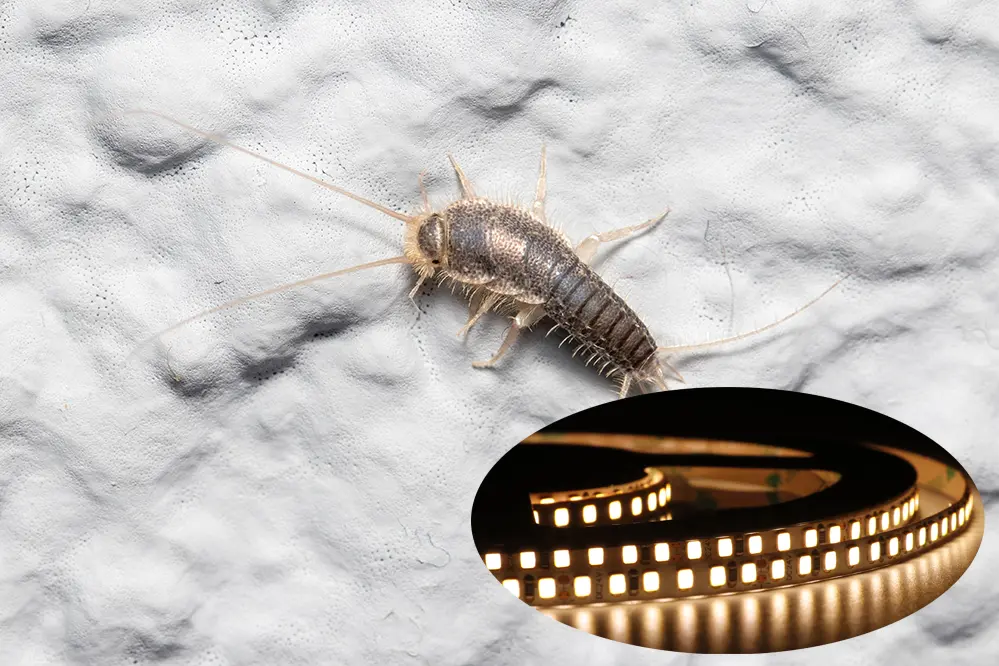 Does LED Lighting Attract Silverfish