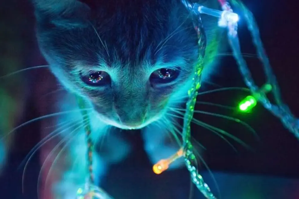 LED Light Spectrum and Cat Eyesight