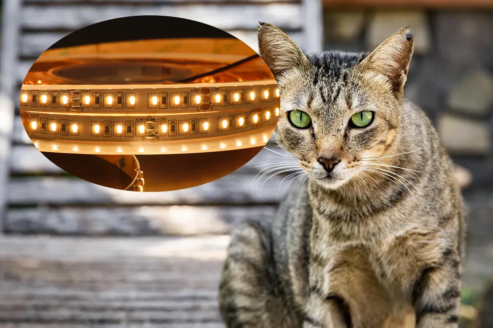 are LED strip lights bad for cats