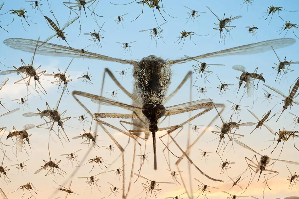 mosquitos